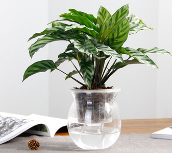 江北绿植出租设计，为家居增添别样绿意！