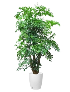 宁波花木租赁方案 宁波花木租赁方案